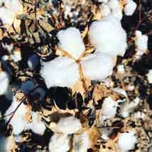 成熟した綿花